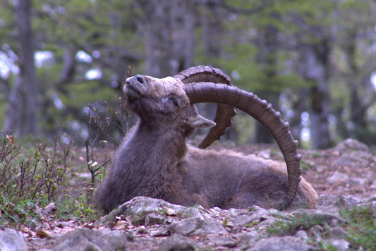 🐐Le Veilleur des 14 contours : L’histoire derrière le puzzle bouquetin 🐐